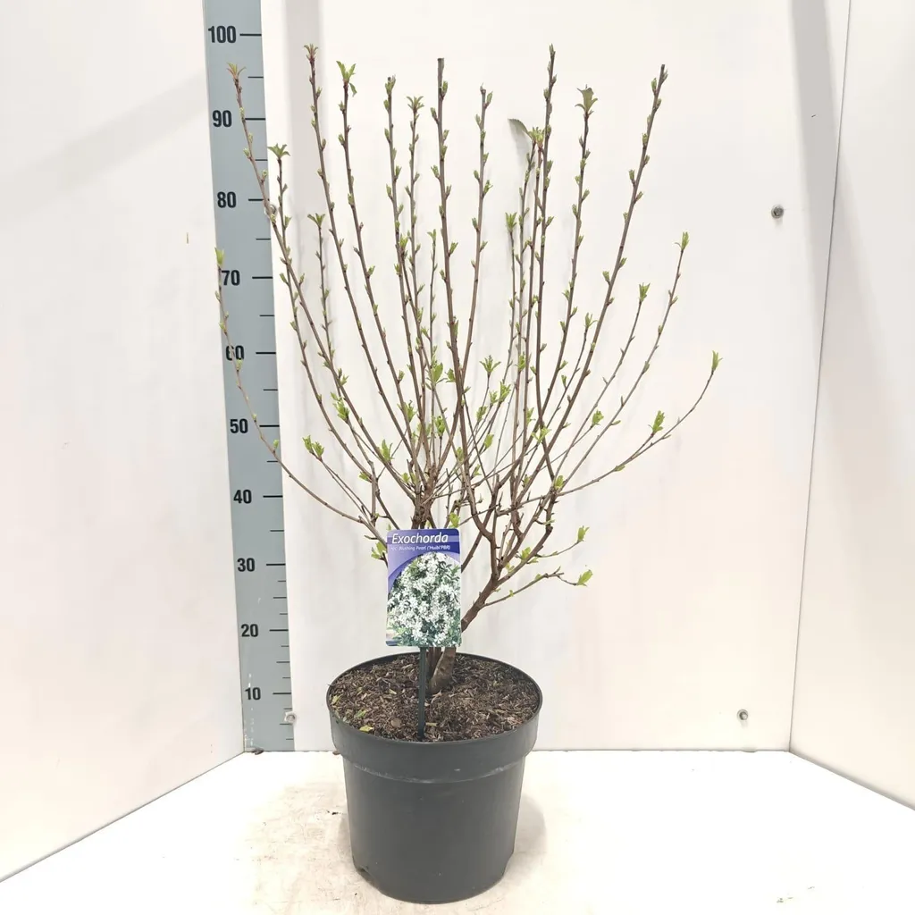 Exochorda Blushing Pearl | Floraison Abondante | Arbuste 70-80 cm