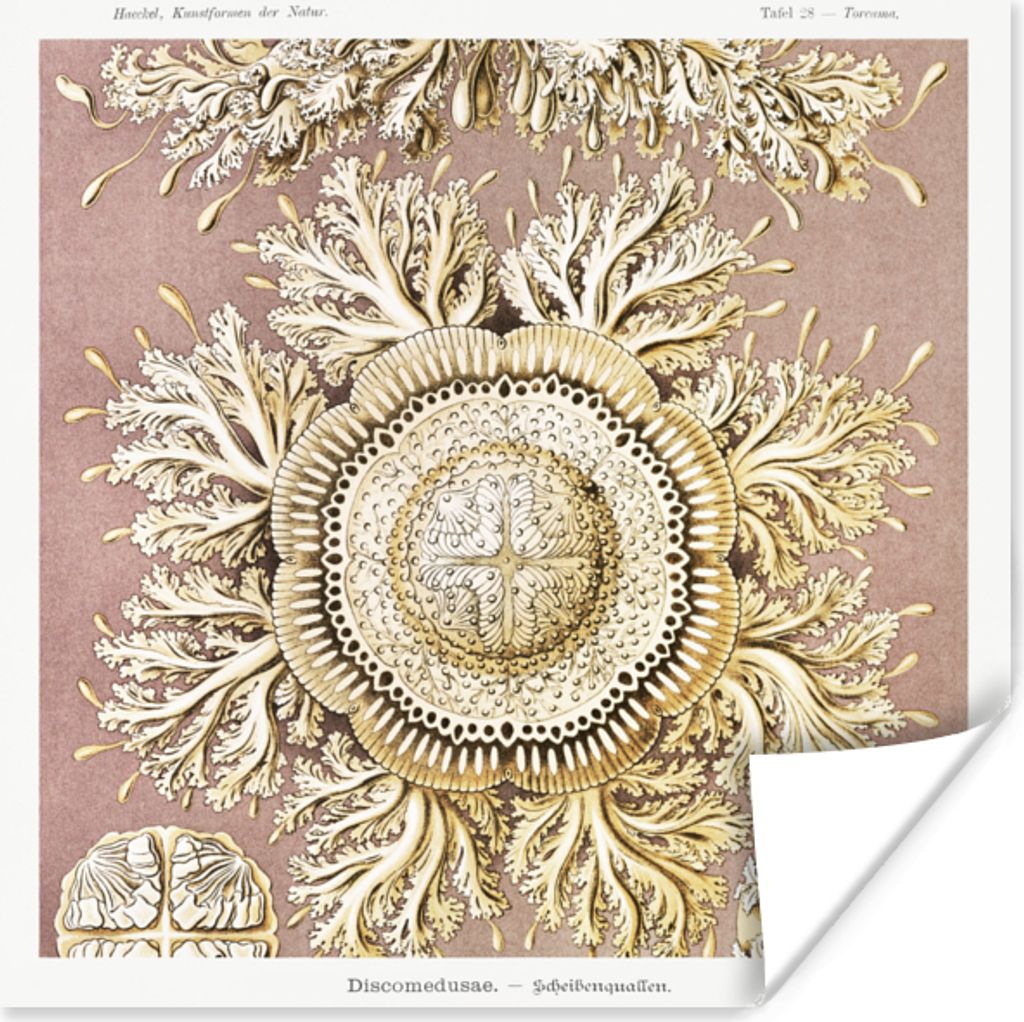 MuchoWow Poster Jahrgang - Ernst Haeckel - Qualle - Kunst 30x30 cm - Wandposter - Printing