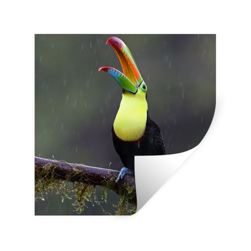 MuchoWow Wandtattoo Wandsticker Wandaufkleber Tukan im Regen 100x100 cm Selbstklebend und Repositionierbar - Wierderverwendbar - Selbstklebend