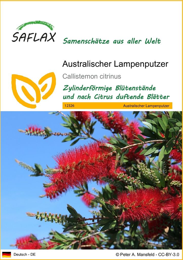 SAFLAX - Australischer Lampenputzer - 400 Samen - Callistemon citrinus