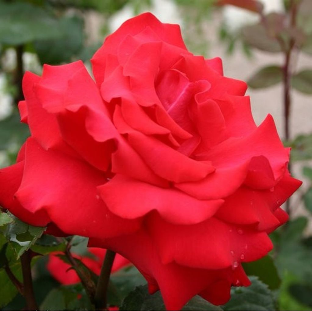 Rosa - Kordes Eleganza Rose - Rosa 'Grande Amore'