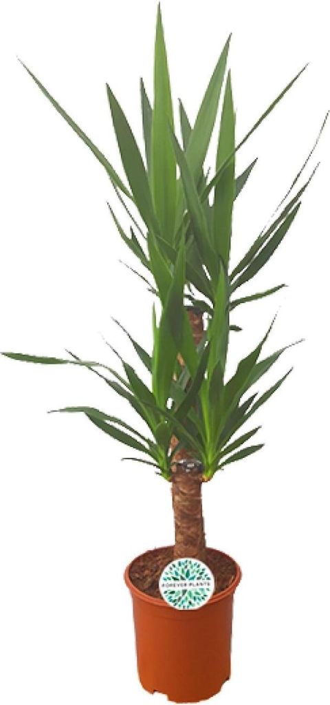 Palmlilie Yucca – 90cm – ø21cm – Pflegeleichte Zimmerpflanze mit schwertförmigen Blättern – Robuste Grünpflanze für helle & halbschatt...