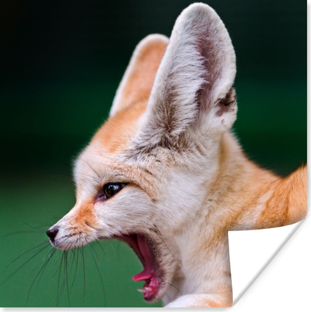 MuchoWow Poster Fuchs - Tiere - Grün 30x30 cm - Wandposter - Printing