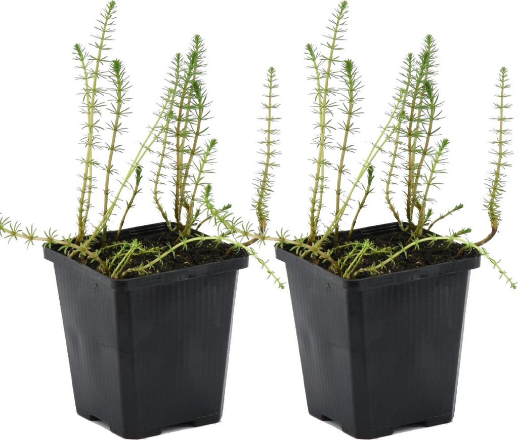 Bloomique - 2er Set - Hippuris Vulgaris - Tannenwedel Produktbild 