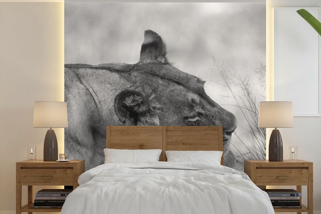 MuchoWow Fototapete für Wohnzimmer oder Schlafzimmer Wandtapete Vinyl Motivtapete Löwin - Jungtier - Schwarz - 350x350 cm - Schlafzimmertapete