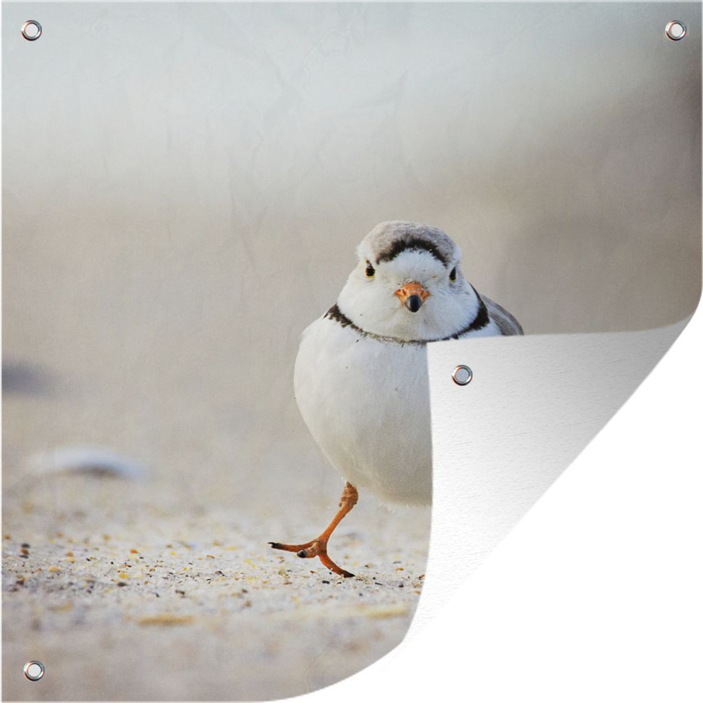 MuchoWow 50x50 cm Outdoor-Poster Gartendeko Sichtschutz Garten Poster für den Garten Ein weißer Flussregenpfeifer schaut direkt in die Kamera