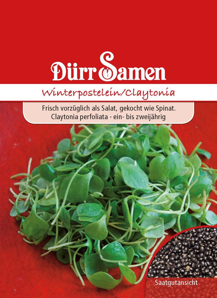 Dürr-Samen - Winterpostelein - Saatgut - 1909 Produktbild 
