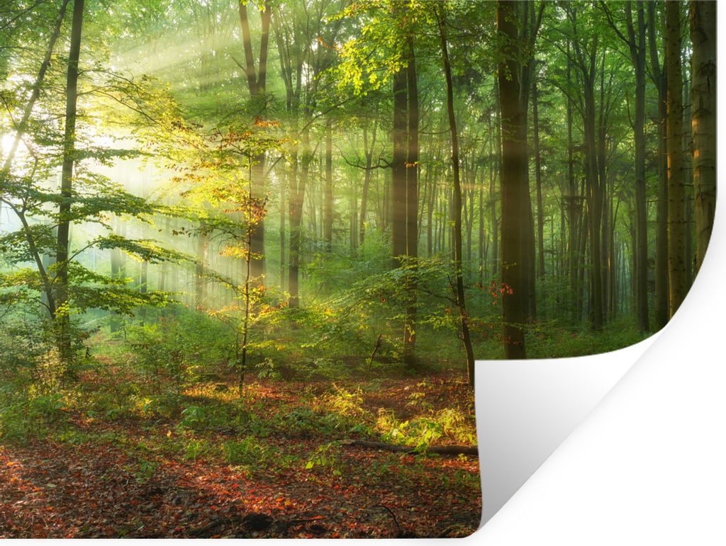 MuchoWow Wandtattoo Wandsticker Wandaufkleber Sonne - Wald - Bäume - Natur - Herbst 40x30 cm Selbstklebend und Repositionierbar - Faltenfrei