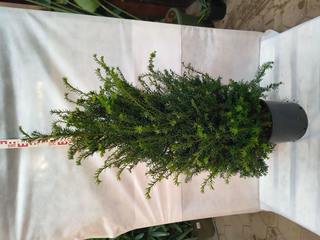 Taxus baccata 150–200 cm Eibe immergrün winterhart Heckenpflanze Formschnitt