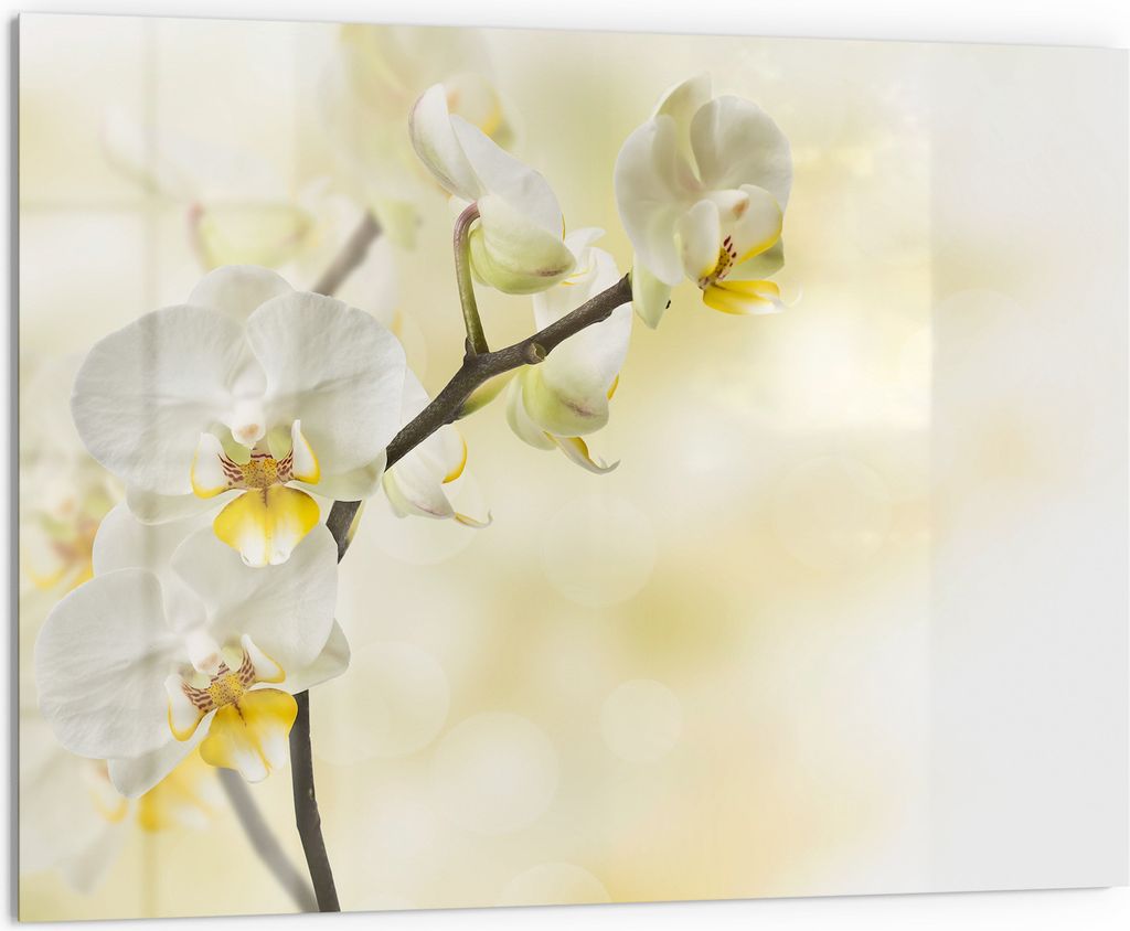 DEQORI Küchenrückwand Glas 80x60 cm 'Orchideenzauber' Spritzschutz Bad Rückwand Küche