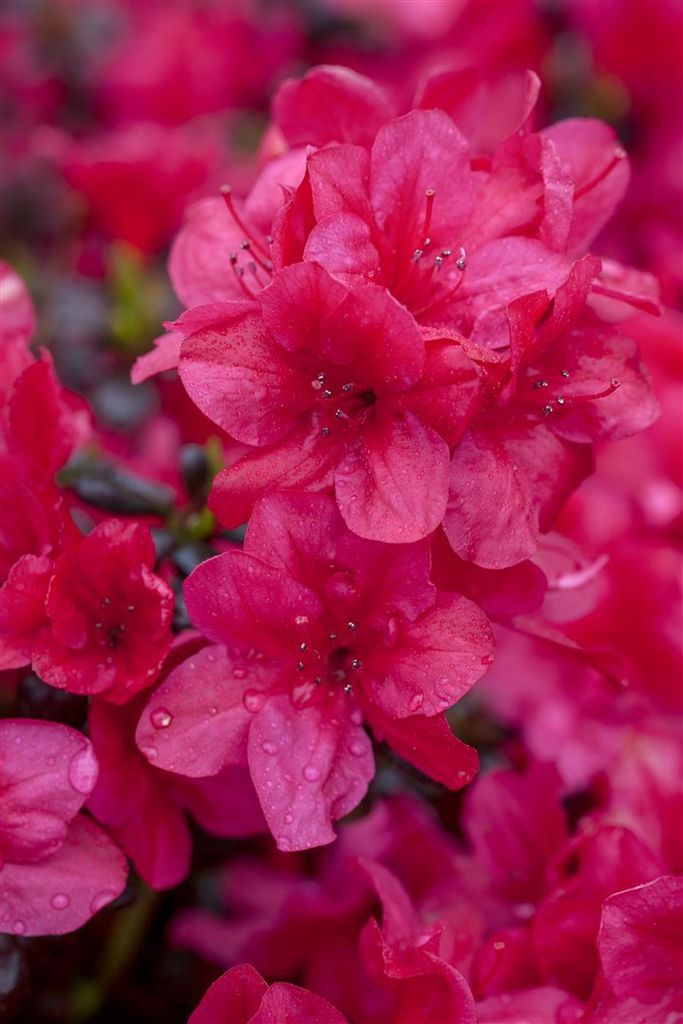 Rhododendron obtusum 'Sabina', Azalee, rosa Blüten, 20–25 cm