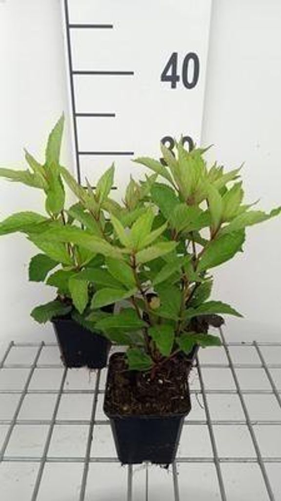 6 x Eupatorium mac. 'Glutball' - Wasserdost - Topf 9 x 9 cm