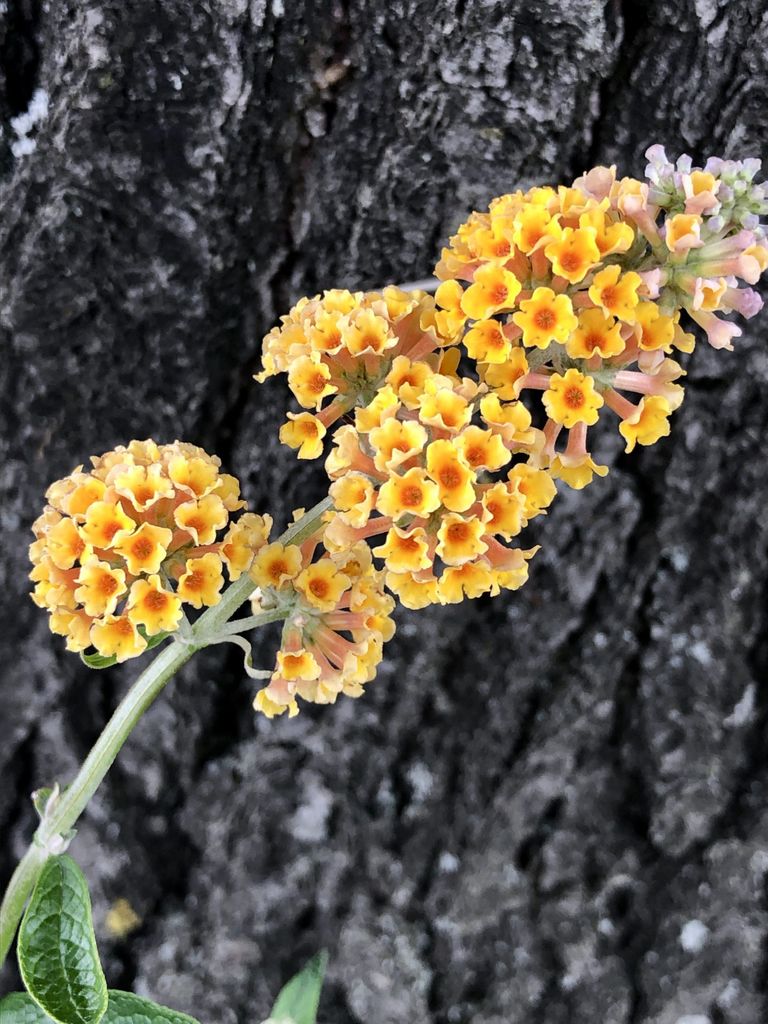 Buddleja weyeriana 'Sungold' - Schmetterlingsstrauch, Fliederspeer 40 - 60 cm Container