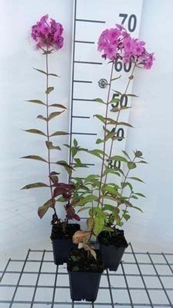 6 x Phlox amplifolia 'Winnetou' - Flammenblume - Topf 9 x 9 cm