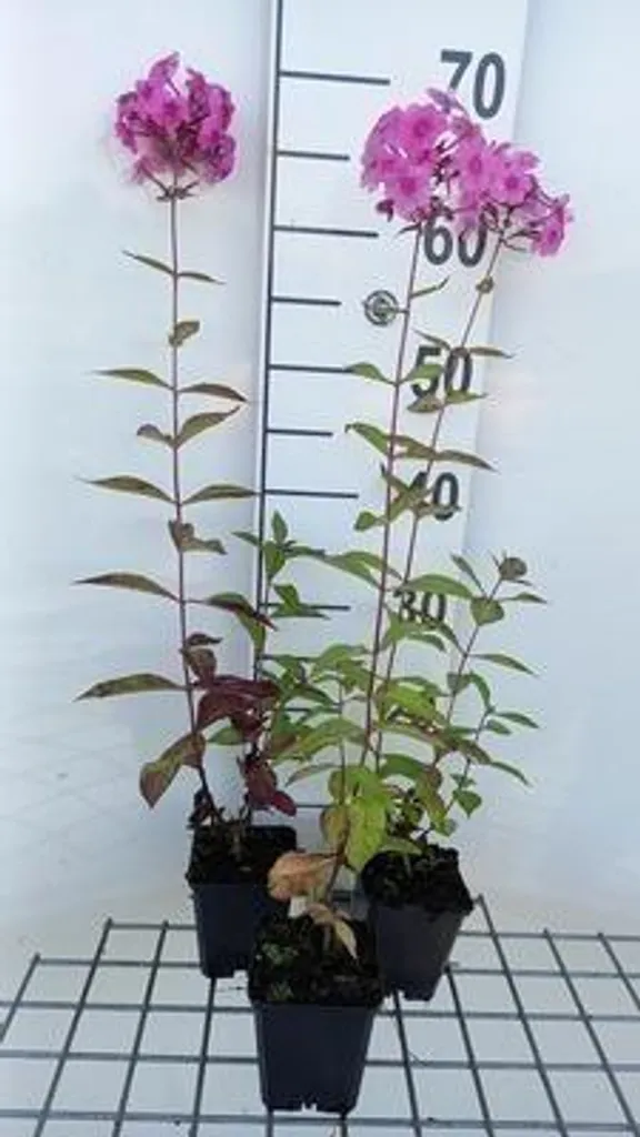 Plante vivace Phlox amplifolia Winnetou - 6 fleurs de flamme en pot
