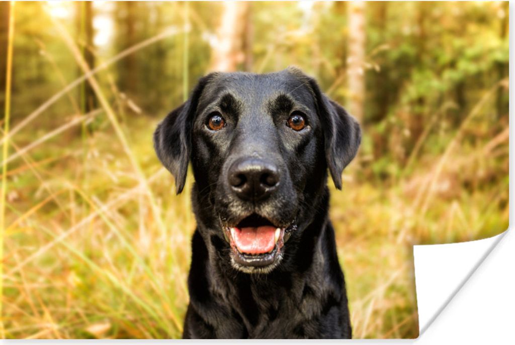 MuchoWow Poster Glücklicher schwarzer Hund 30x20 cm - Plakate - Print