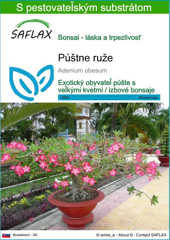 SAFLAX - púštne ruže - Adenium obesum - 8 Semená - S Obrázok produktu 