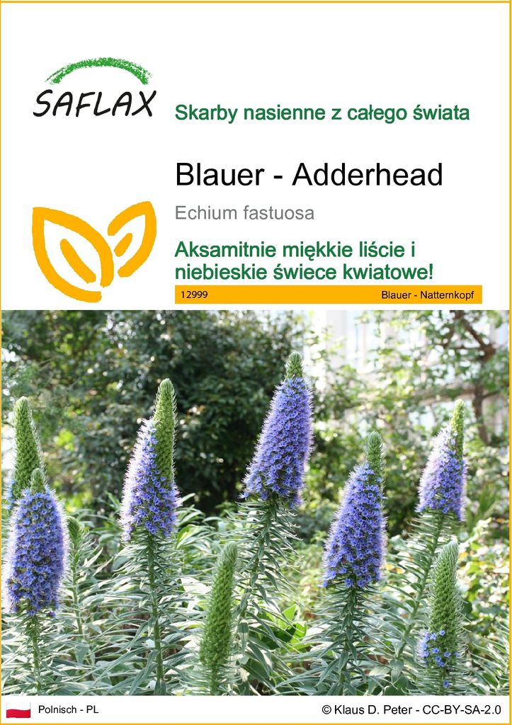 SAFLAX - Blauer - Adderhead - 100 Nasiona - Echium fastuosa Zdjęcie produktu 