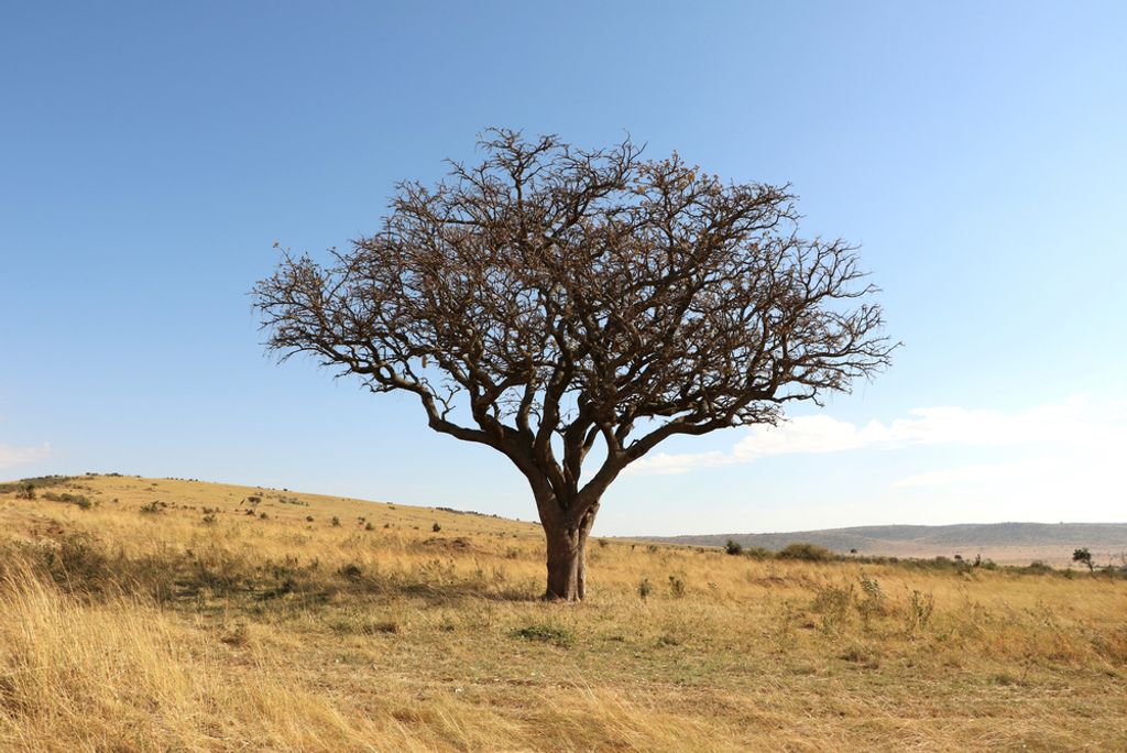 hansepuzzle 75940 - Afrika Puzzle, 2000 Teile, Natur, 90,0 x 60,0cm mit hochwertiger Aufbewahrung, Kartonbox und wiederverschließbarem Beutel