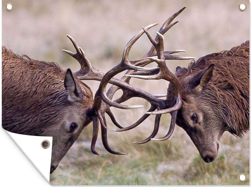 MuchoWow 40x30 cm Outdoor-Poster Gartendeko Sichtschutz Garten Poster für den Garten Hirsche - Spielen - Geweih