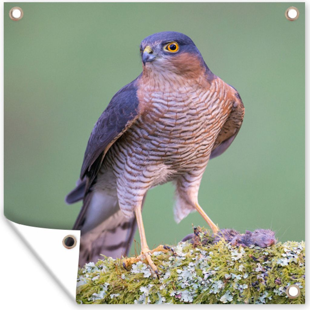 MuchoWow 30x40 cm Outdoor-Poster Gartendeko Sichtschutz Garten Poster für den Garten Nahaufnahme eines braunen Sperbers