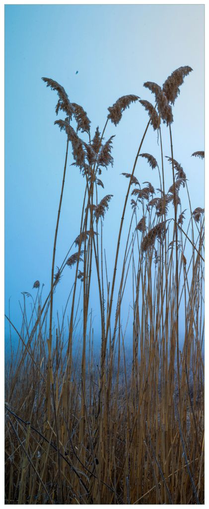 Wallario Premium Glasbild, freischwebende Optik, kräftige Farben, Größe 80 x 32 cm Motiv Schilfrohr am See vor blauem Himmel