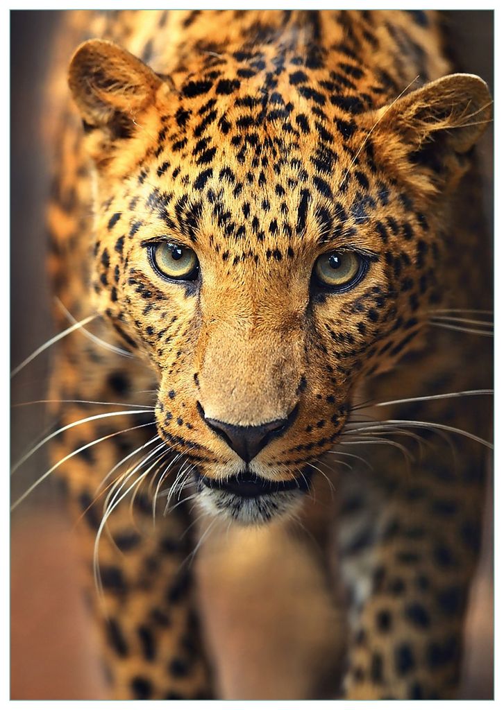 Wallario Premium Glasbild, freischwebende Optik, kräftige Farben, Größe 100 x 70 cm Motiv Leopard in Nahaufnahme beim Laufen