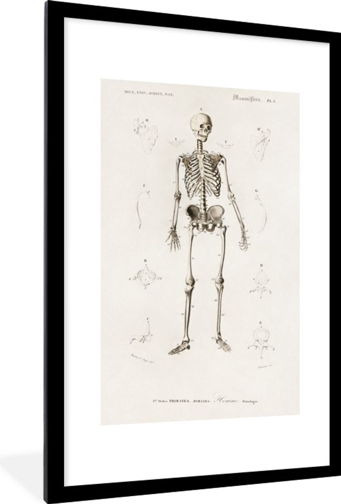 MuchoWow MuchoWow Gerahmtes Poster Skelett - Jahrgang - Knochen 60x90 cm - Poster mit zchwarzem Bilderrahmen - Dekoration - Wandposter Wohnzimm...