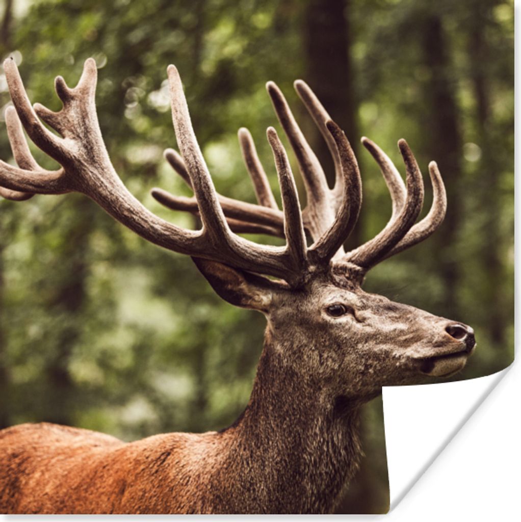 MuchoWow Poster Hirsch - Natur - Geweih - Wald - Tiere 30x30 cm - Wandposter - Printing