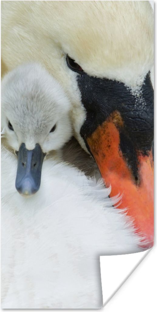 MuchoWow Poster Schwan - Küken - Makro 80x160 cm - Kinderzimmer