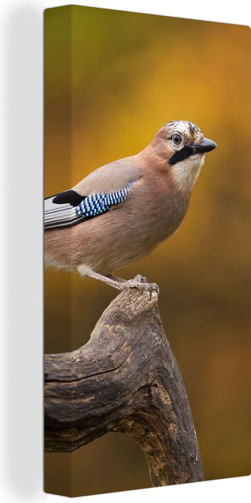 MuchoWow - Leinwandbilder - Vogel - Zweig - Eichelhäher, Wandbild, Wanddeko Bilder Wohnzimmer, 20x40 cm