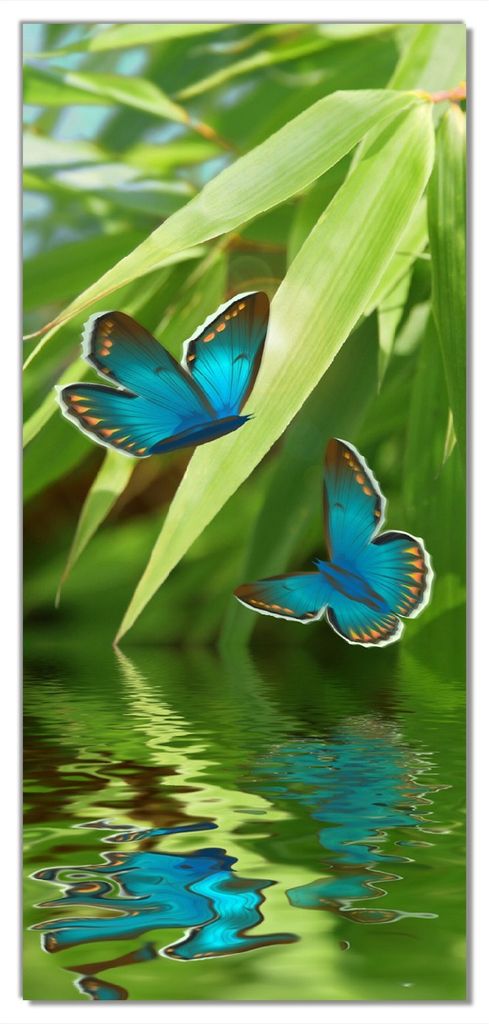 Wallario selbstklebende Türtapete 93 x 205 cm - Schmetterlinge in Reflektion - Abwischbar, rückstandsfrei zu entfernen