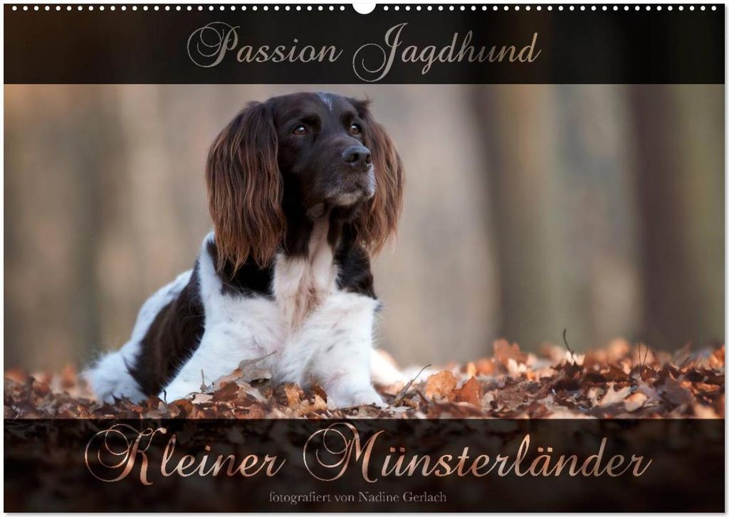 Passion Jagdhund - Kleiner Münsterländer (Wandkalender 2026 DIN A2 quer), CALVENDO Monatskalender