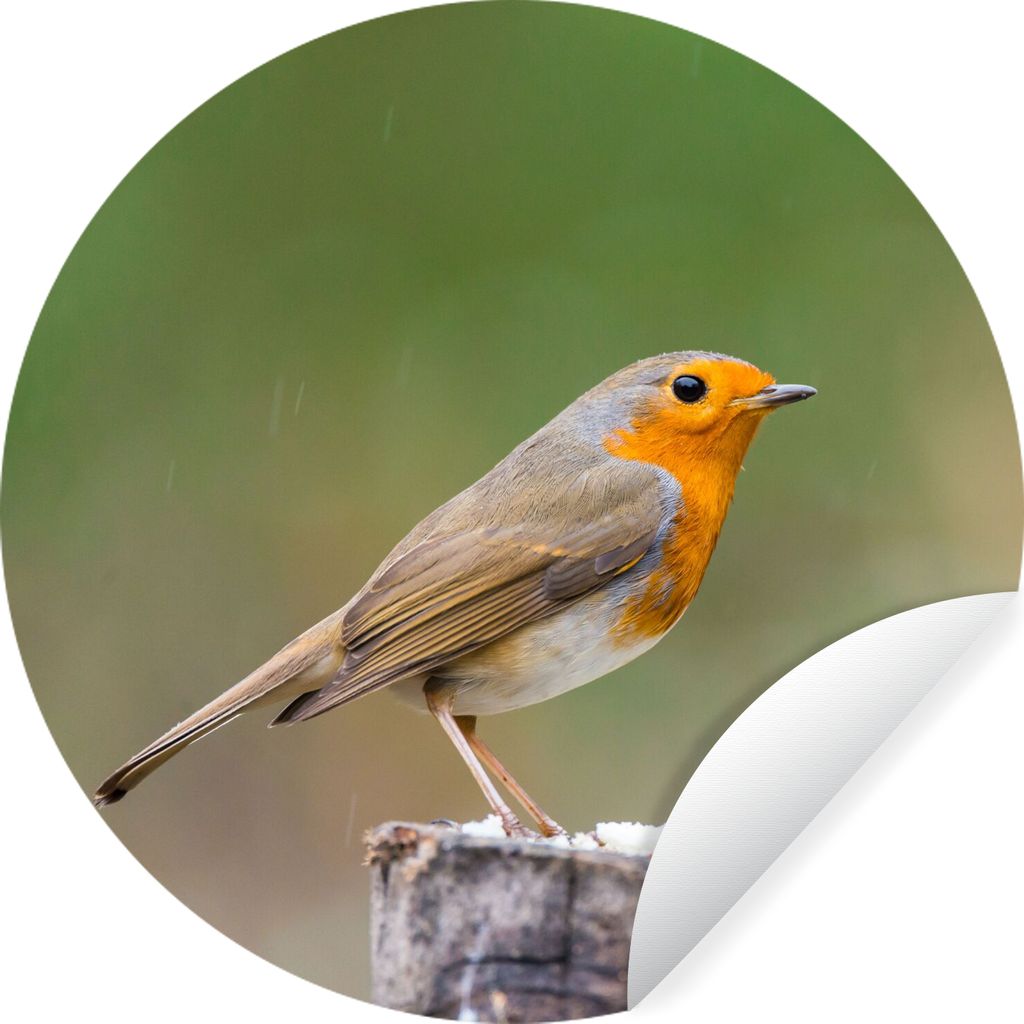 MuchoWow Runde Wandtattoo - Wandsticker Tapete Aufkleber Tiere - Vogel - Rotkehlchen Ø 80 cm Selbstklebend und Repositionierbar - Wandaufkleber ...