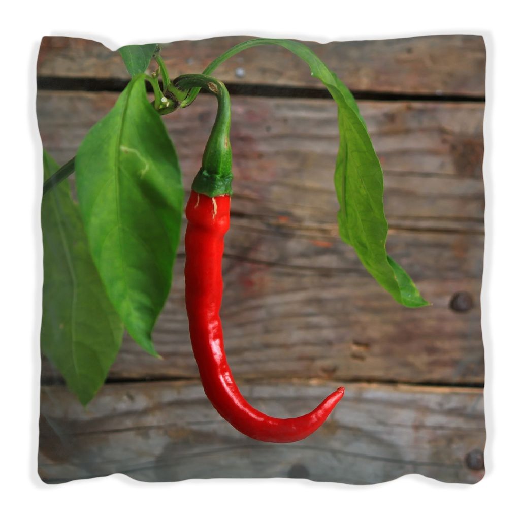 Wallario Premium Kissen, weiche Oberfläche, mit Motiv Hängende Chili-Schote, Größe: 30 x 30 cm, mit weißer Rückseite