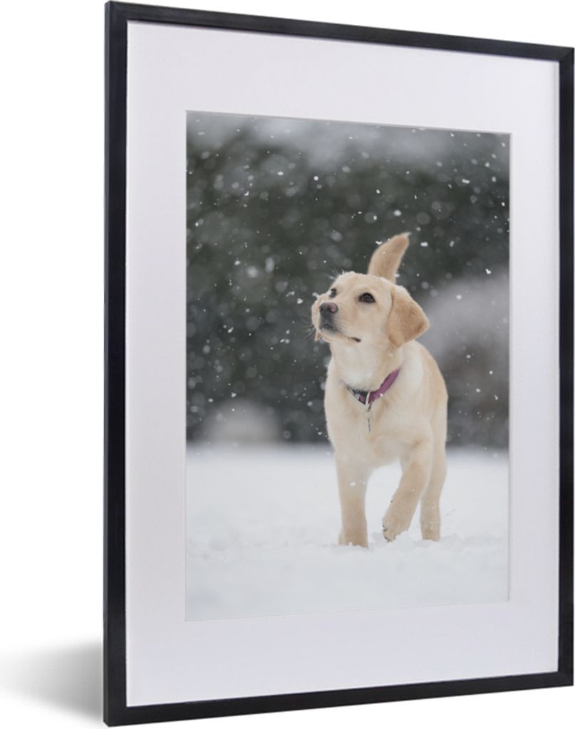 MuchoWow MuchoWow Gerahmtes Poster Hund - Labrador - Schnee 30x40 cm - Poster mit zchwarzem Bilderrahmen - Wandposter Schlafzimmer