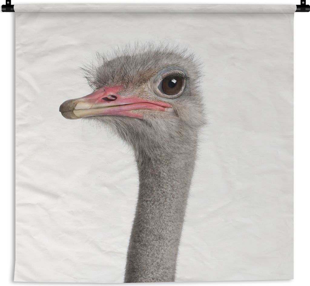 MuchoWow Wandteppich Wandbehang Strauß - Tiere - Kinder - Jungen - Mädchen - Vogel 150x150 cm Tapisserie Dekoration Wandtuch - Wohnaccessoires ...