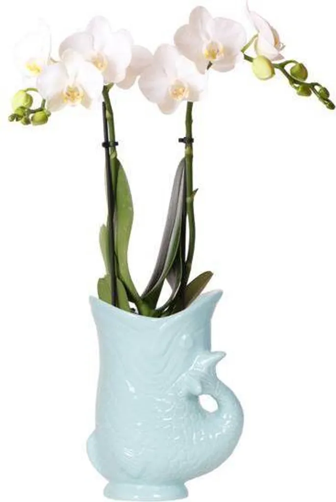 Plante d'Intérieur Orchidée Blanche Phalaenopsis en Pot Bleu Vif