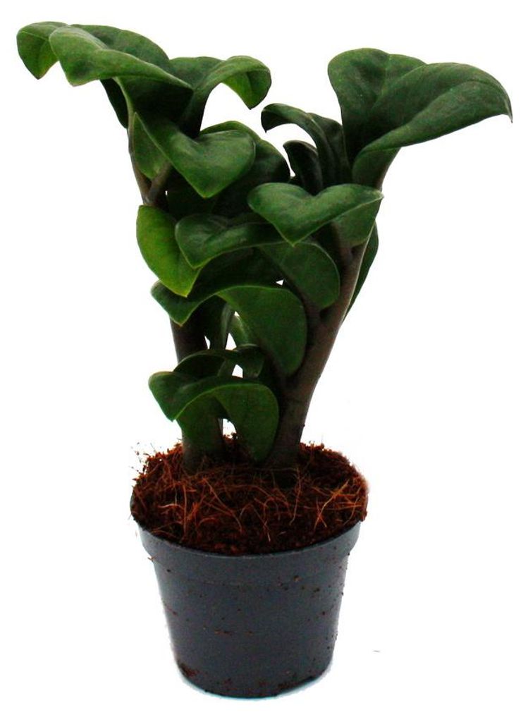 Mini-Pflanze Zamio Palme Zamioculcas zamiifolia Glücksfeder Produktbild 