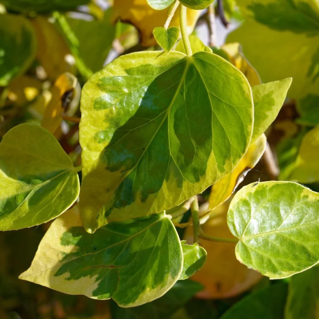 Set mit 4 Kaukasischer Efeu – Hedera colchica „Dentata Variegata“ – 9-cm-Topf