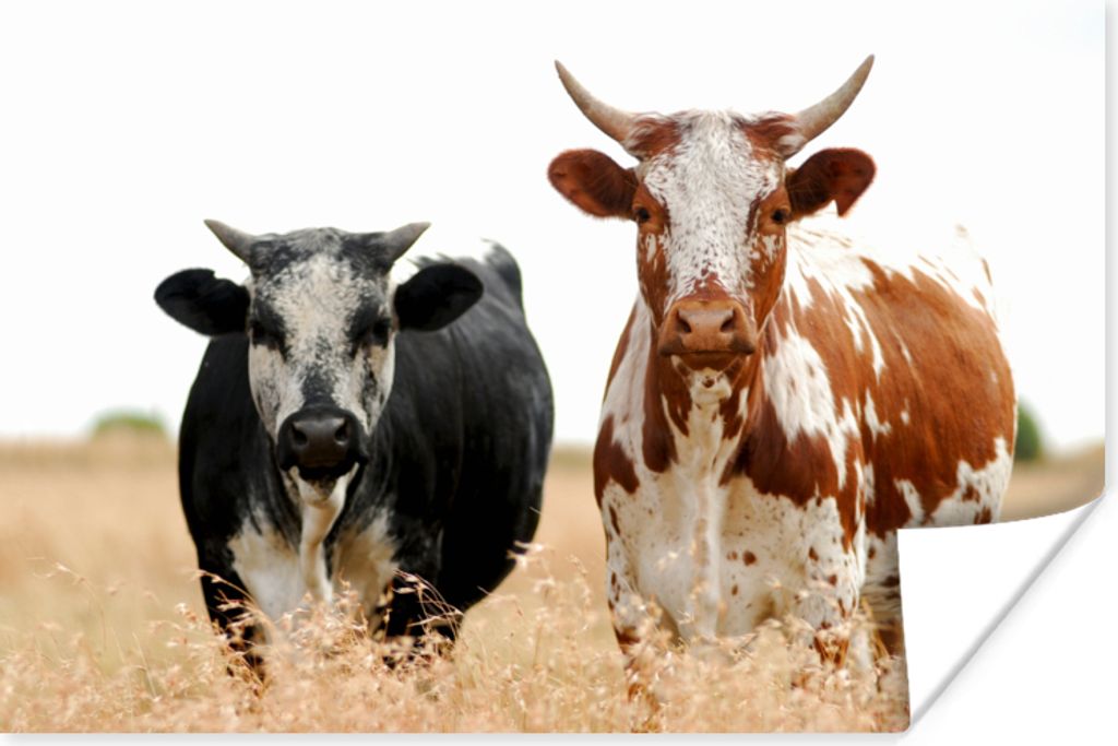 MuchoWow Poster Kühe - Afrikanisch - Natur 30x20 cm - Plakate - Print