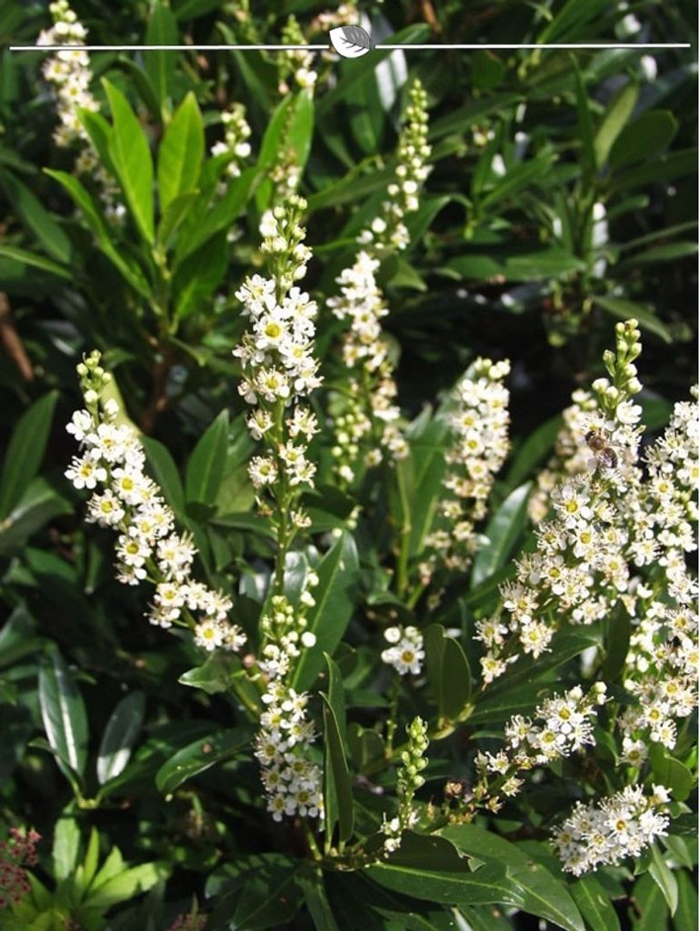 Breitwüchsiger Kirschlorbeer Prunus Otto Luyken 30-40 cm, 50x Heckenpflanze