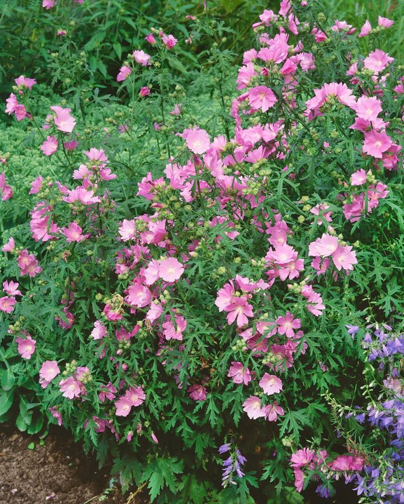 Malva alcea 'Fastigiata', Moschusmalve, rosa, ca. 9x9 cm Topf