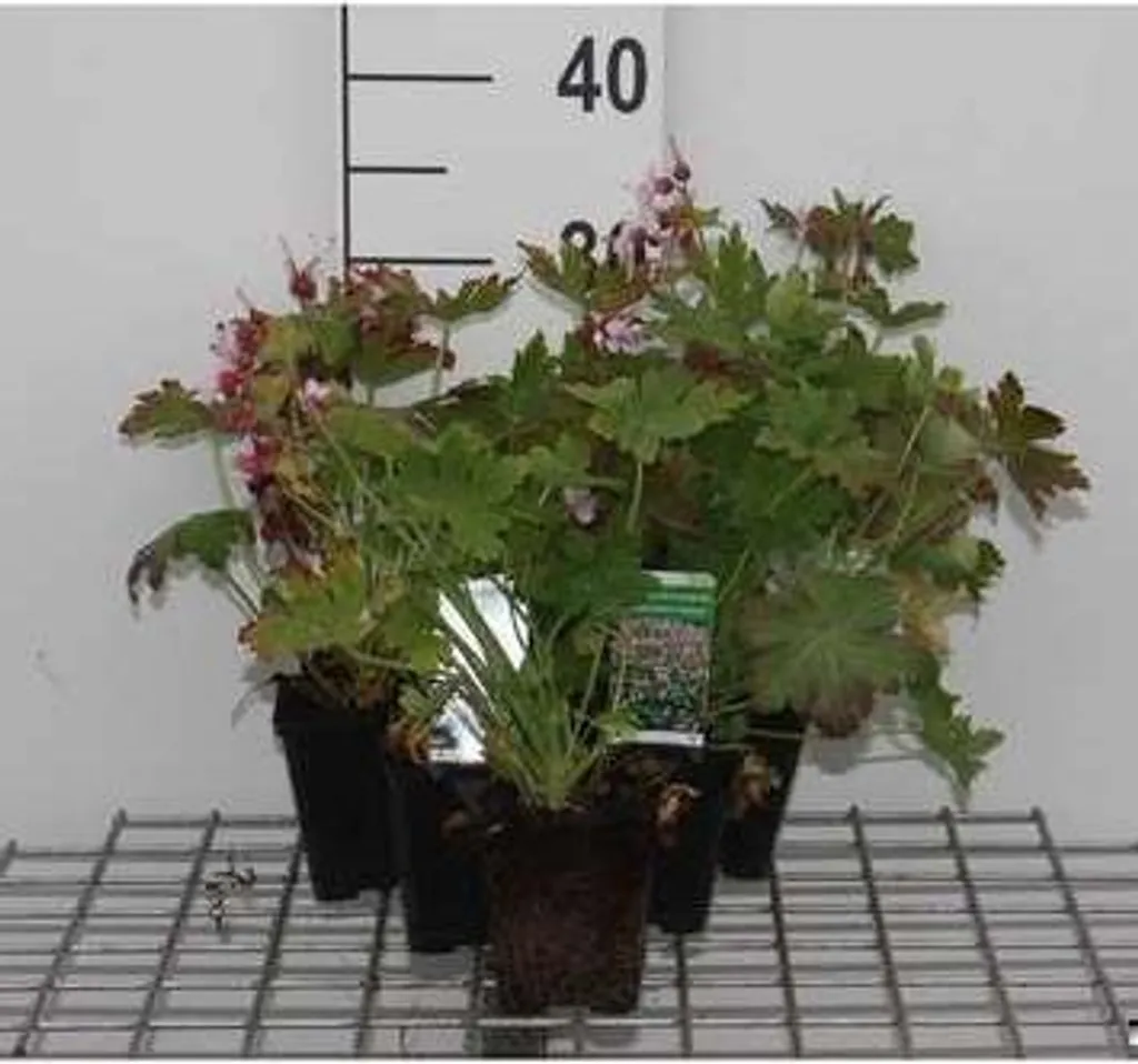 Géranium macrorrhizum Ingwersen's Variety - Lot de 6 plants en pot 9cm