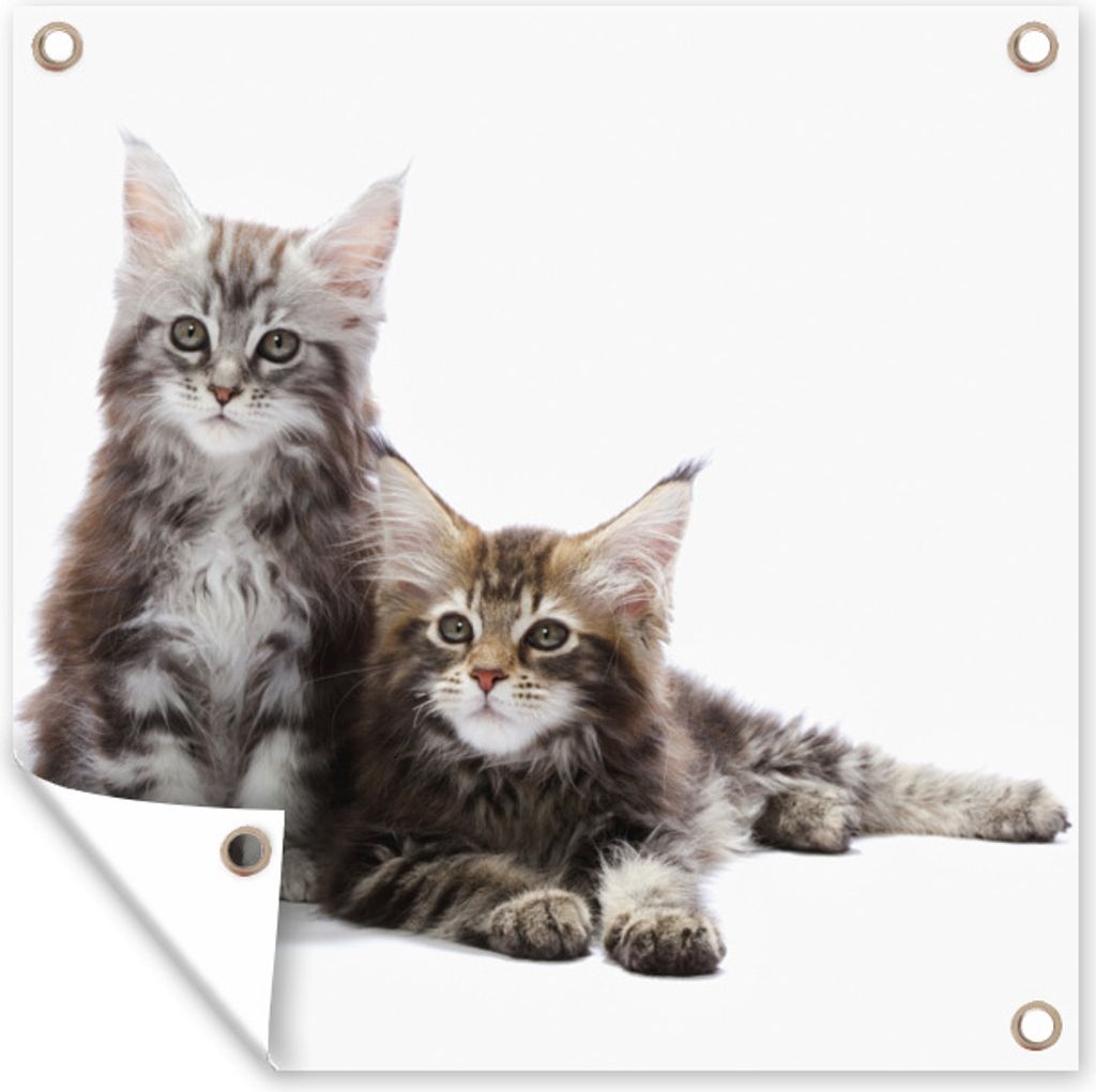 MuchoWow 50x50 cm Outdoor-Poster Gartendeko Sichtschutz Garten Poster für den Garten Zwei bezaubernde Maine Coon Kätzchen