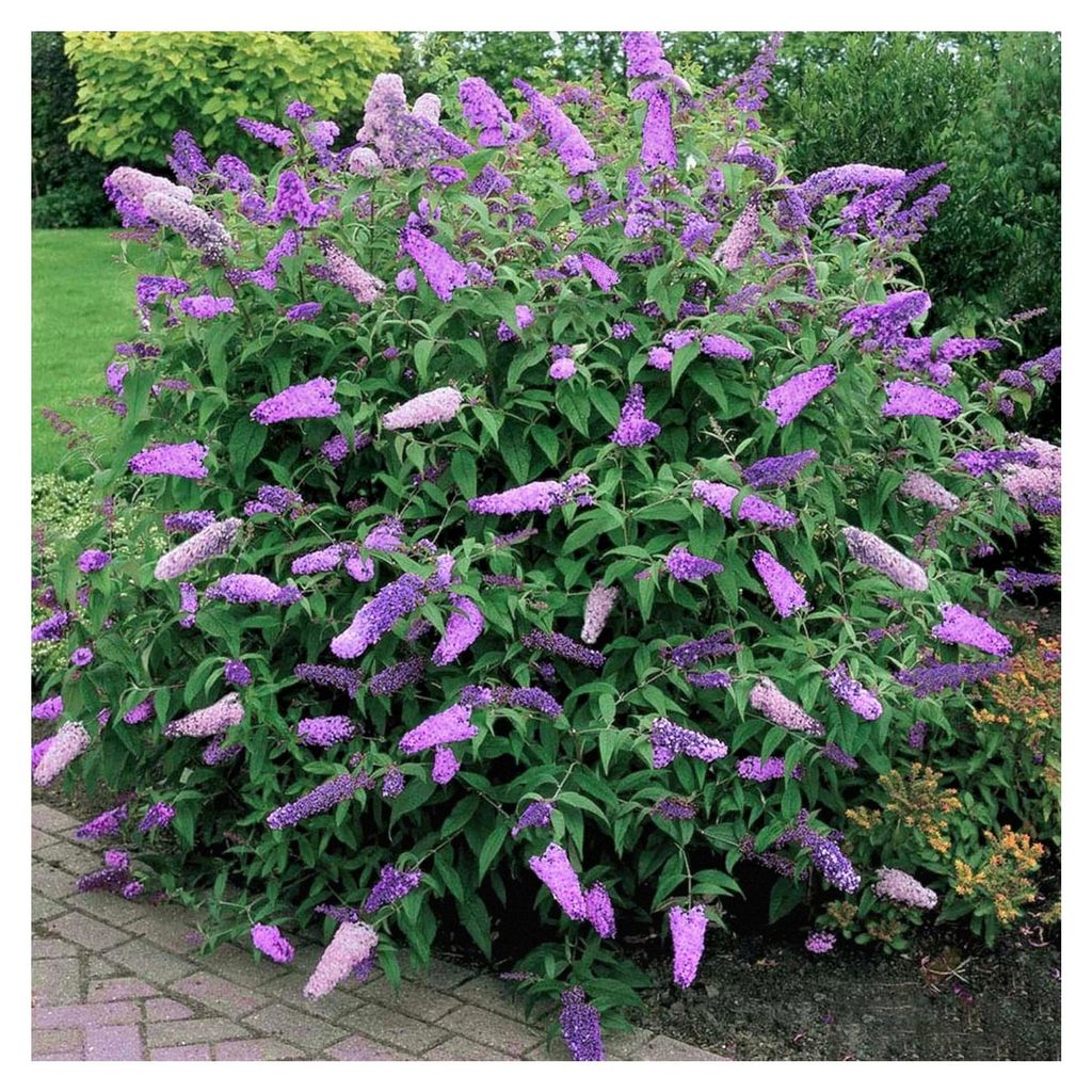 Buddleia Davidii "Black Knight" Schmetterlingsflieder, laubabwerfender, winterharter Strauch | 9cm Topf