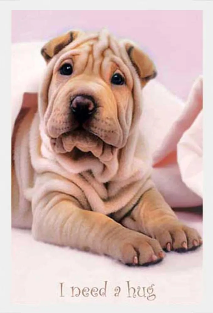 Poster encadré Chiens Keith Kimberlin cadre MDF blanc vitre incassable