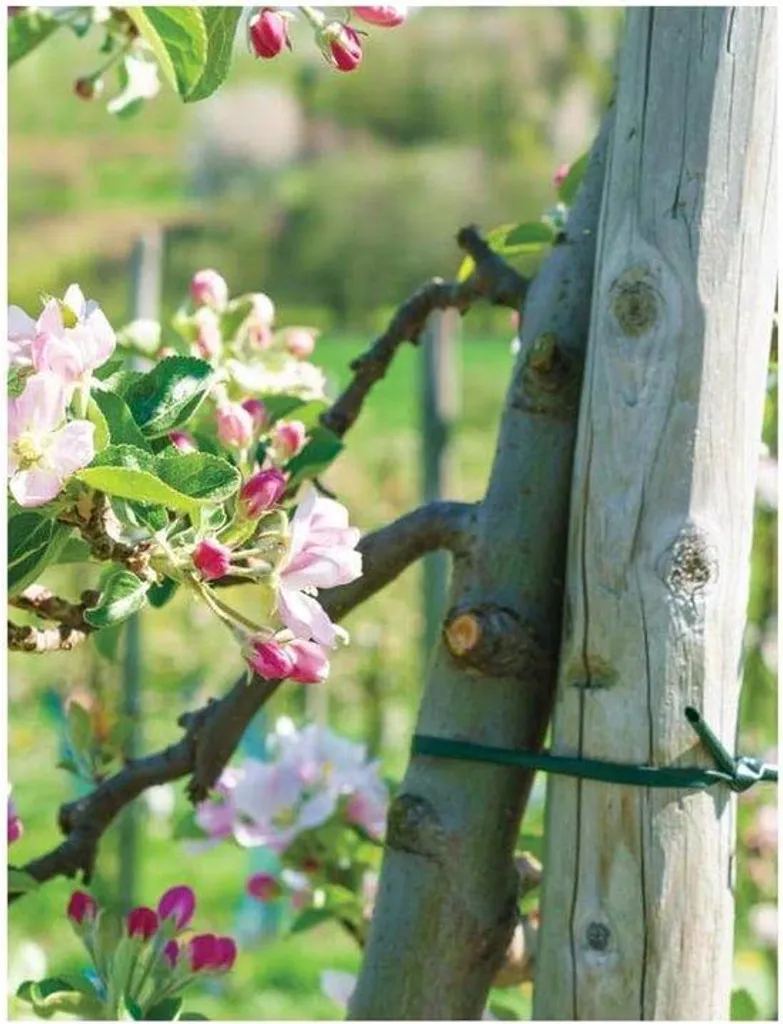 Lien de jardinage vert 30m pour tuteurer vos tomates et fleurs fragiles