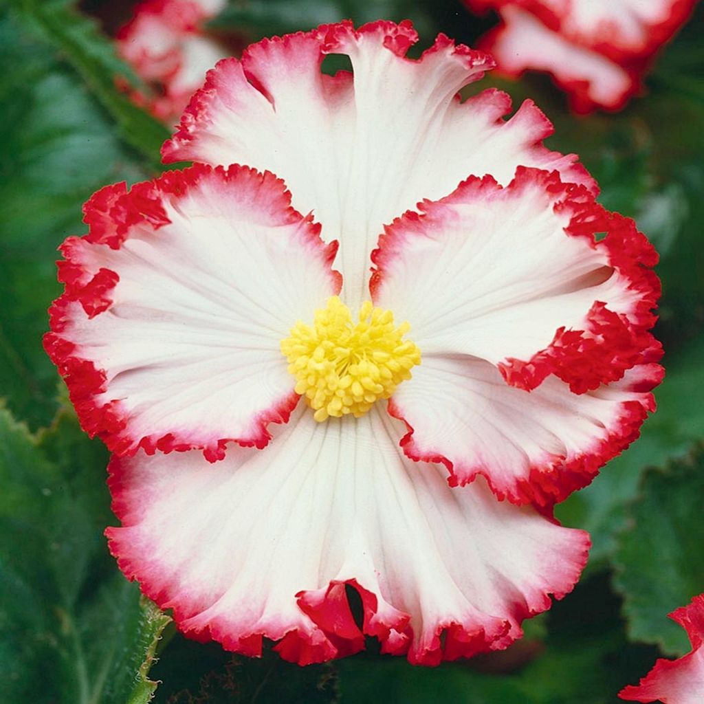 Bégonia bicolore Crispa Marginata Blanche 1 pièce bégonias Image du produit 