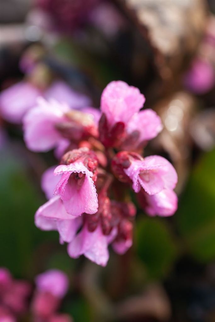 Bergenia cordifolia 'Rosi Klose', Riesensteinbrech, rosa, ca. 11x11 cm Topf